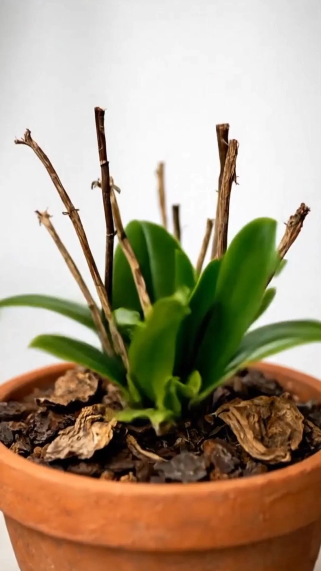 Method to revive dying plants quickly for healthier indoor gardening.