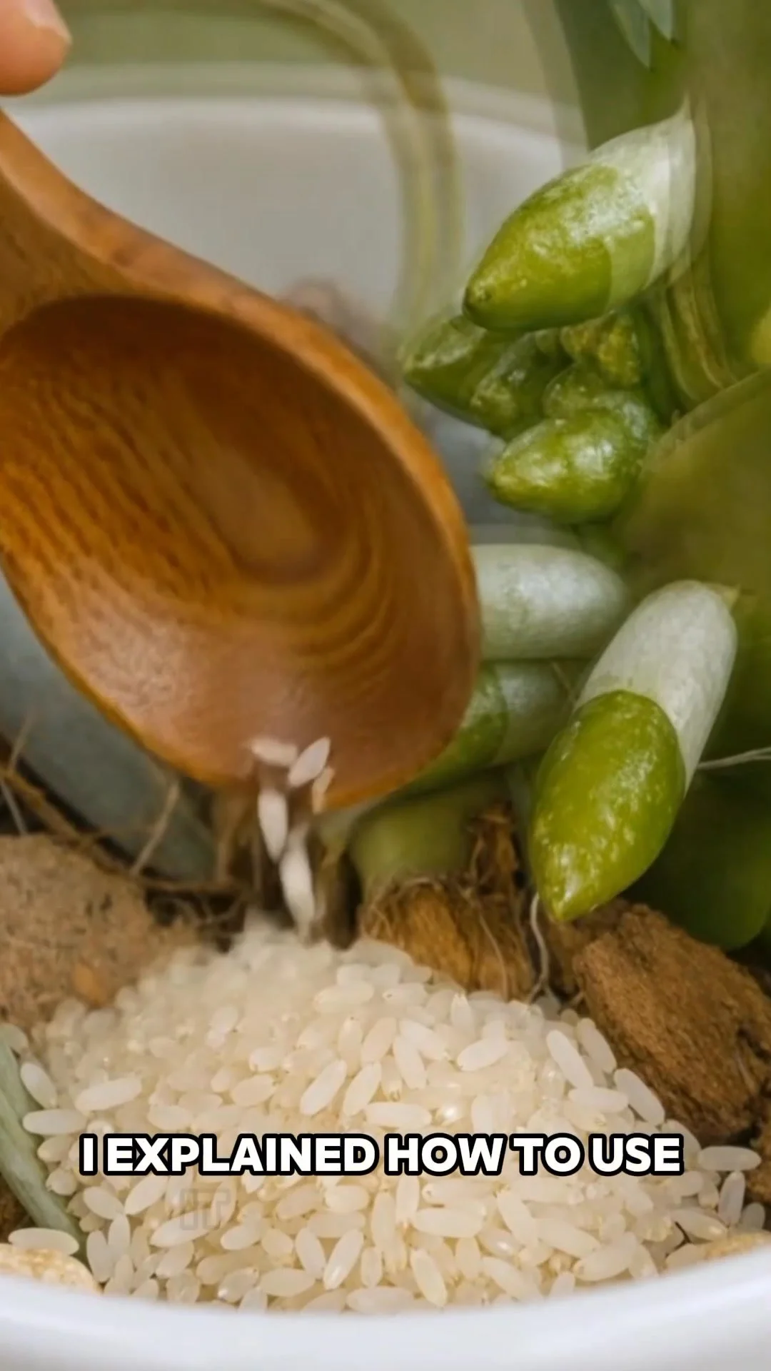 Orchid growth enhancement using the simple rice method for natural care.