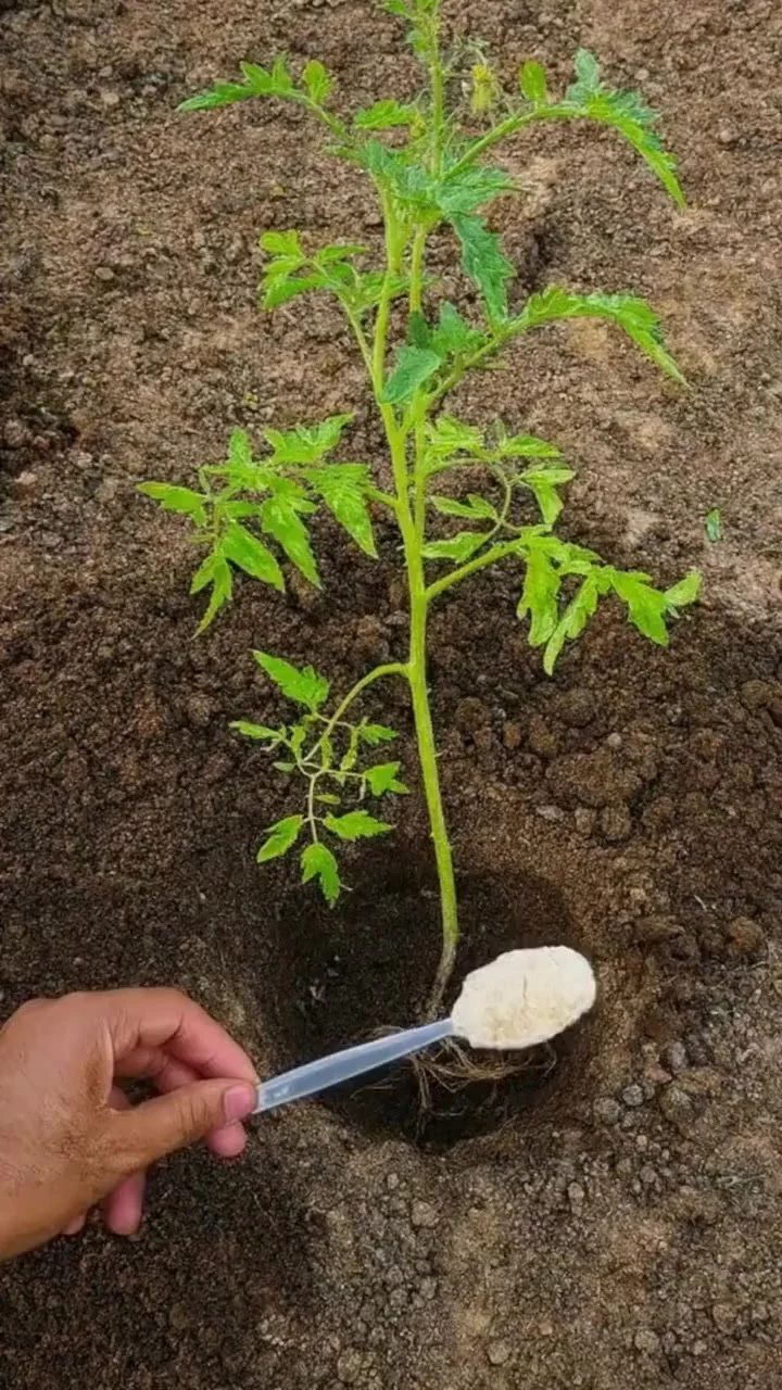 Handful of tomatoes added to soil for optimal growth and healthy planting