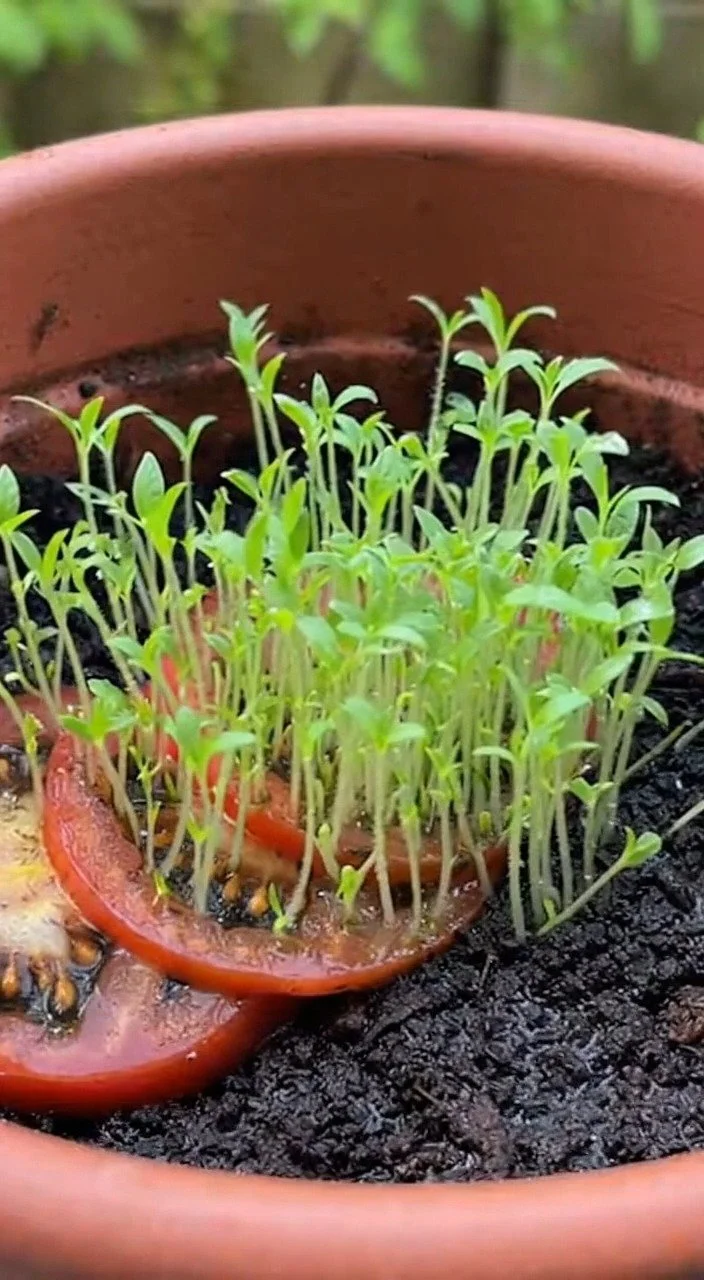 Small kitchen habits for increasing tomato harvest yields.