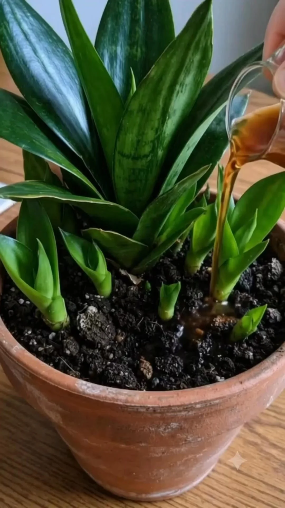 Before and after images of Snake Plant pup care routine with brown liquid.