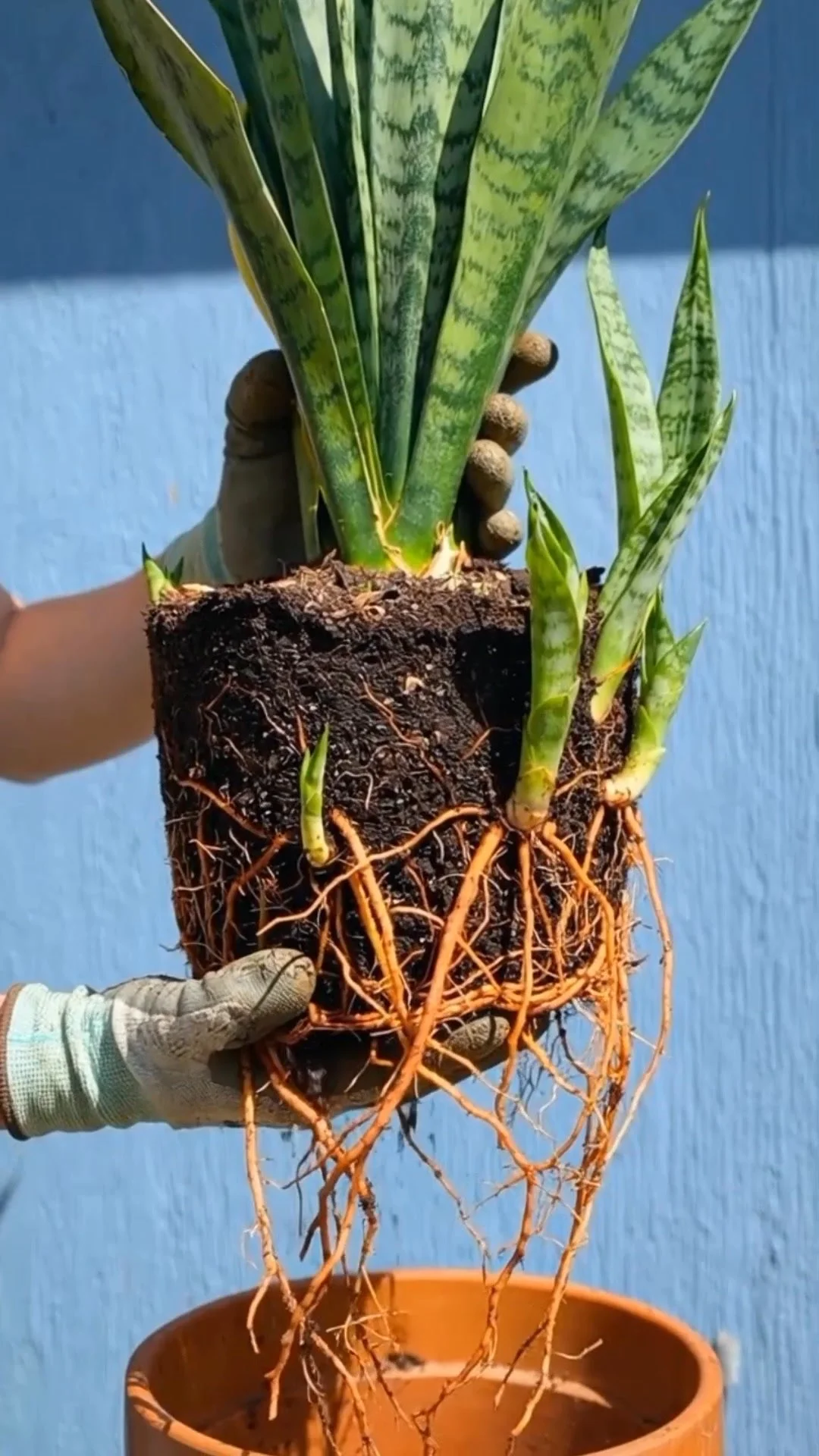 How to repot a snake plant with expert tips and tricks