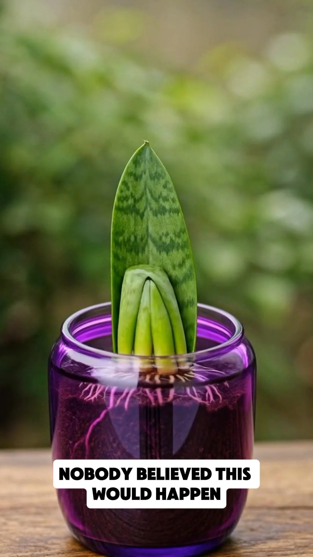A healthy snake plant in a pot, showcasing the repotting process with soil and tools.