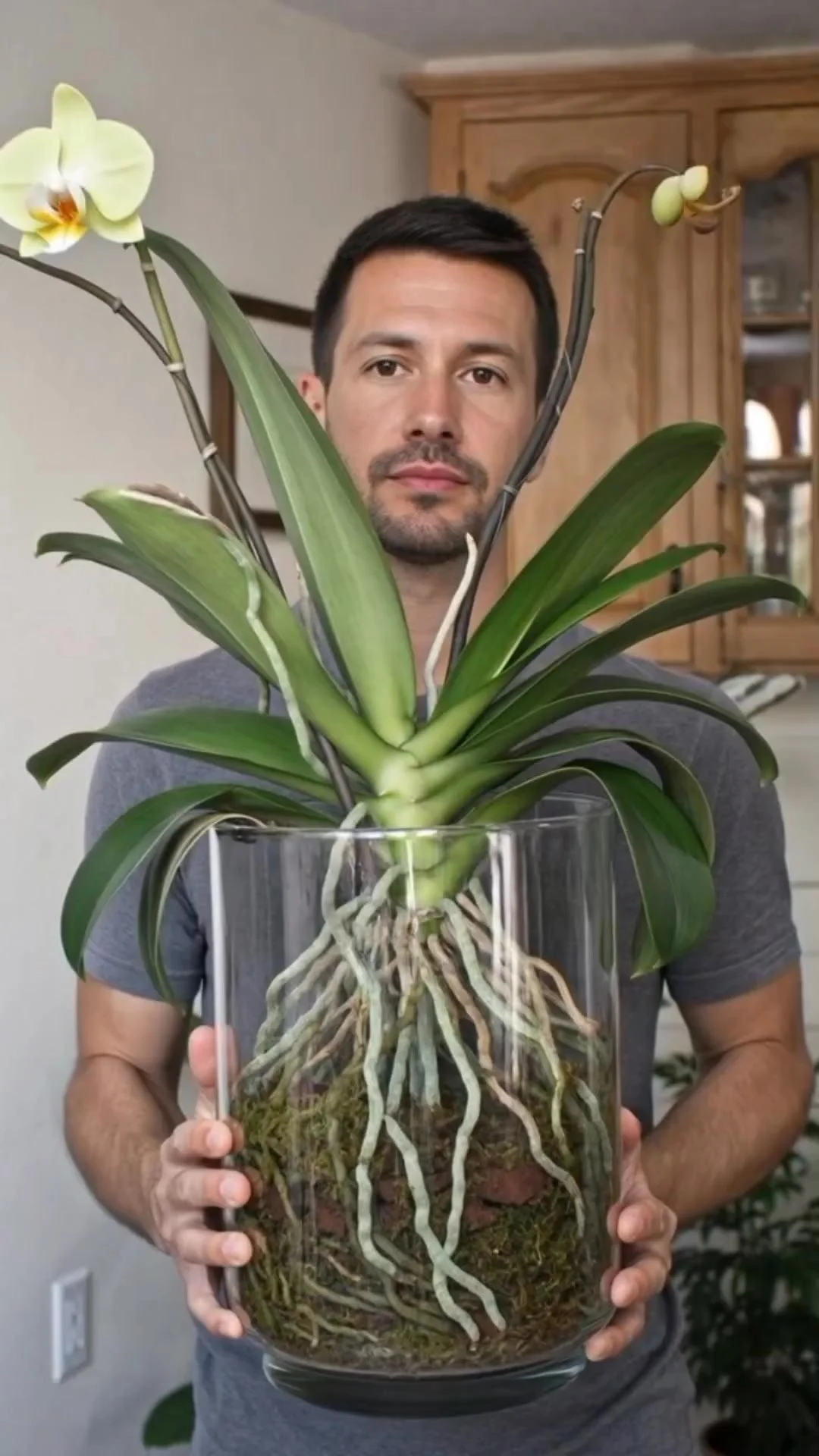 Styled orchid in a glass vase for elegant home decor