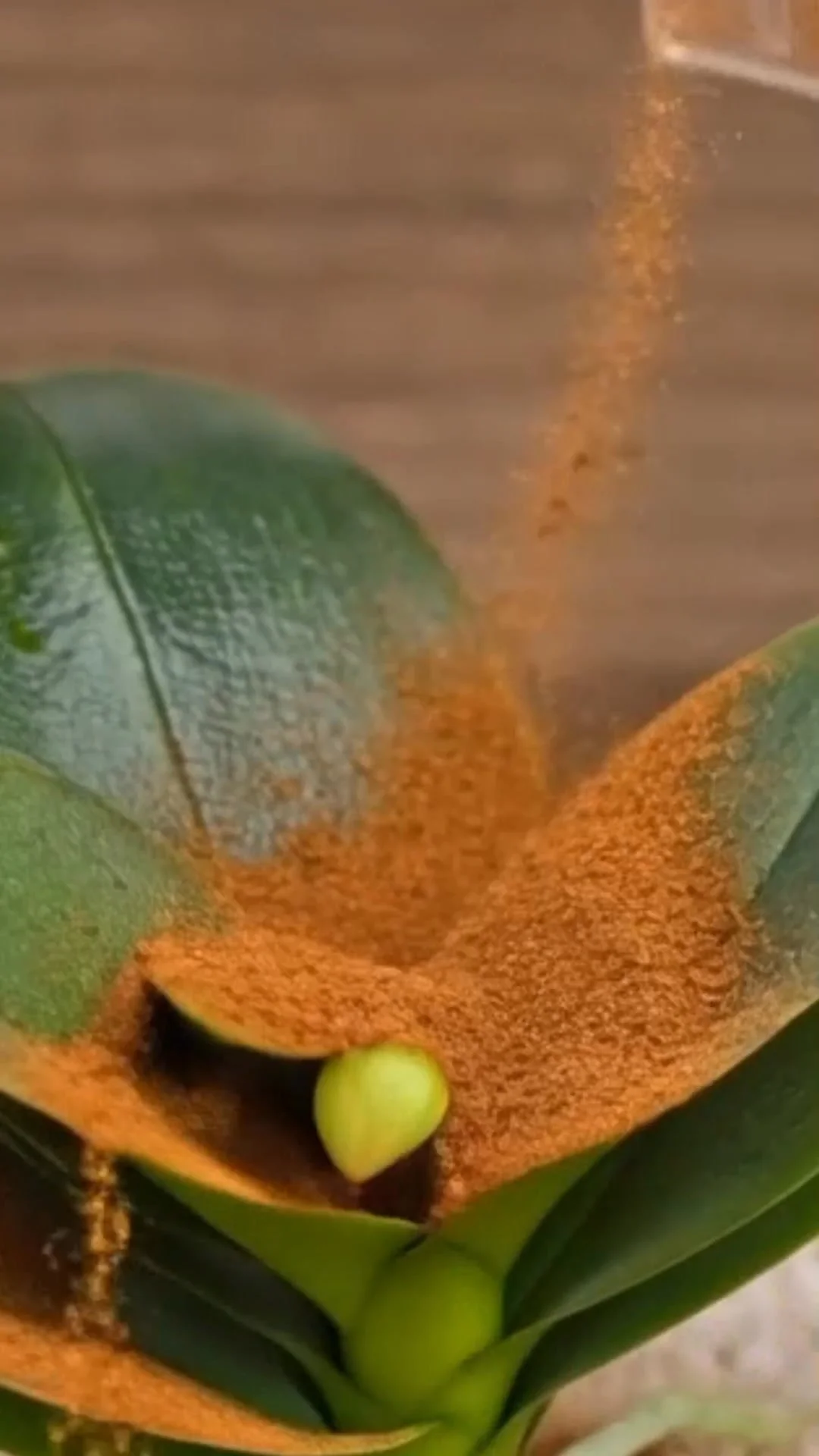 Powder to protect orchid roots from rot and improve health