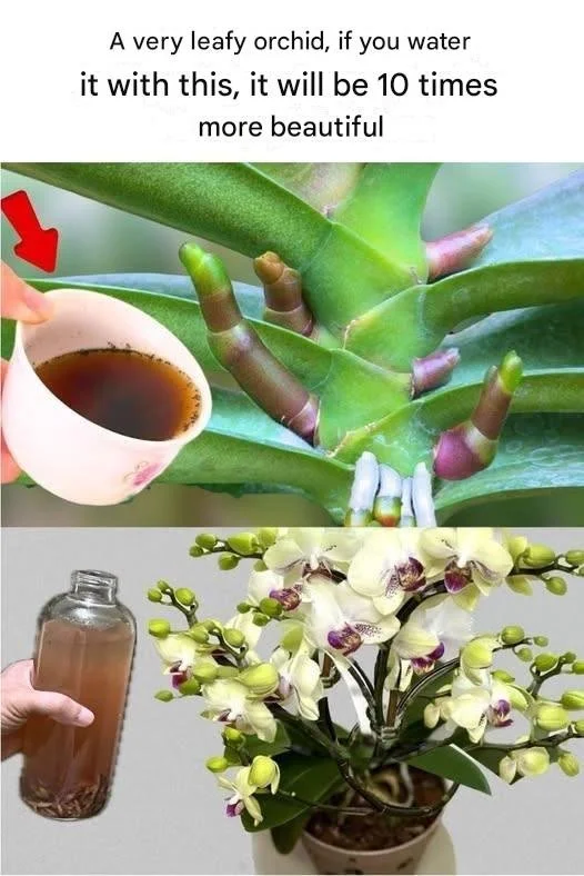 A lush, vibrant leafy orchid showcasing its beauty and greenery.