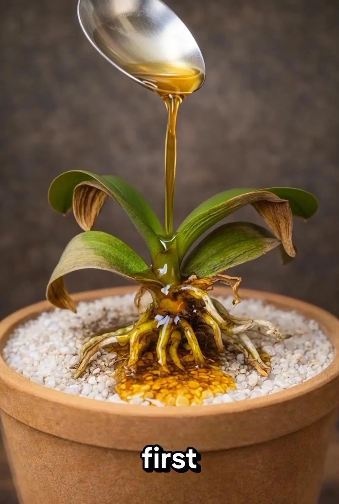 A close-up of damaged orchid roots being examined with tools for cutting.
