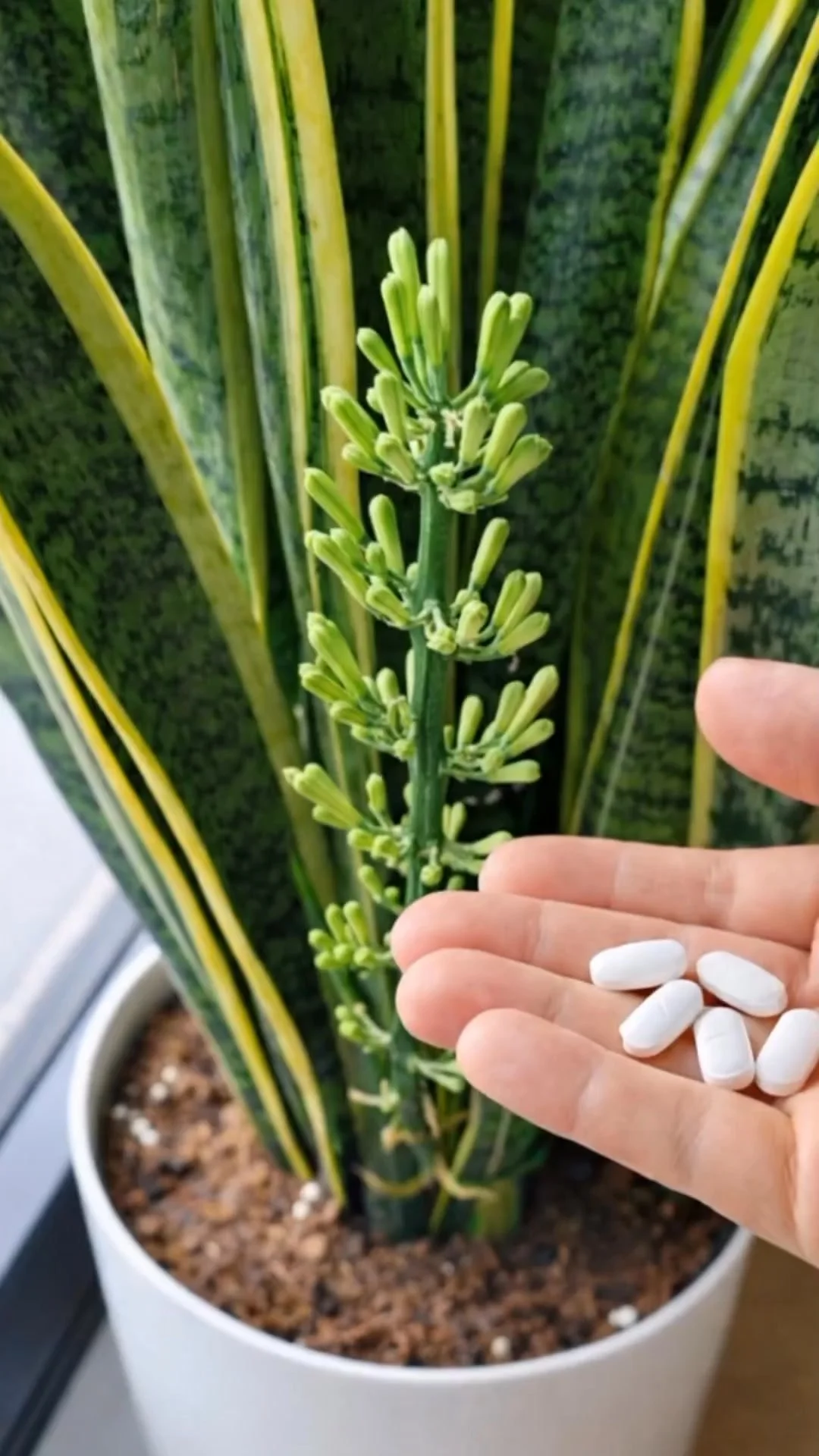 Close-up of a blooming snake plant with flowers