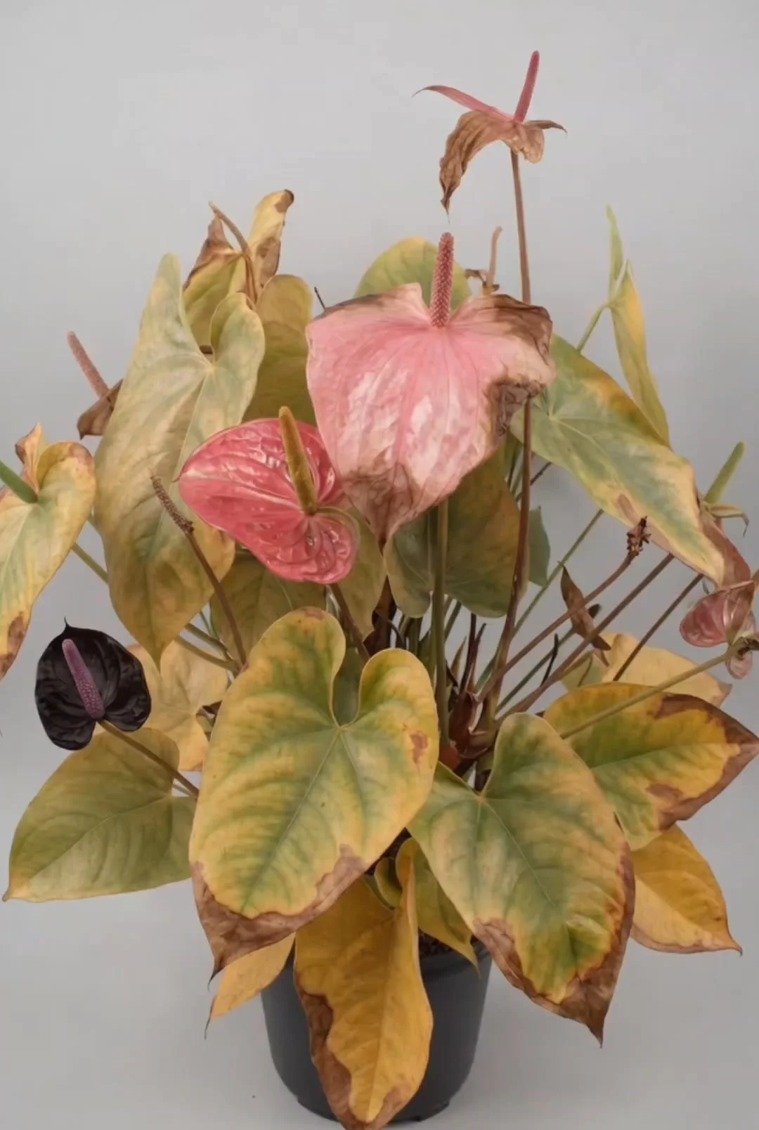 White liquid cleaner for anthuriums enhancing plant health and appearance