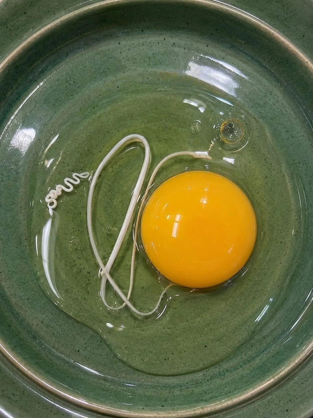 Close-up of eggs showing white string, highlighting harmless egg features.
