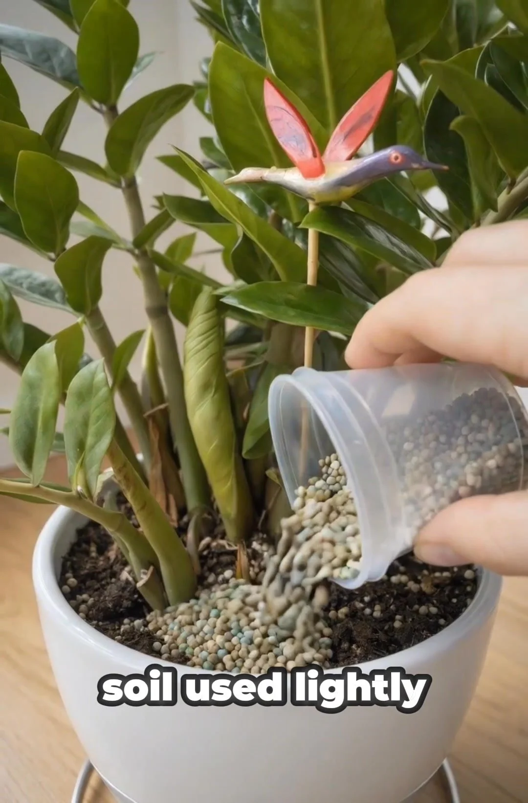 ZZ plant soil with pellets for optimal indoor gardening.