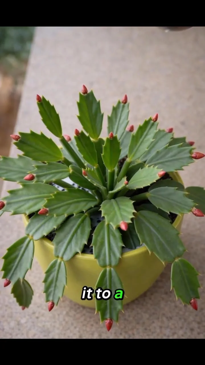 Thanksgiving cactus with white liquid for vibrant growth and health