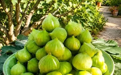 Colazione estiva con fichi italiani freschi e gustosi
