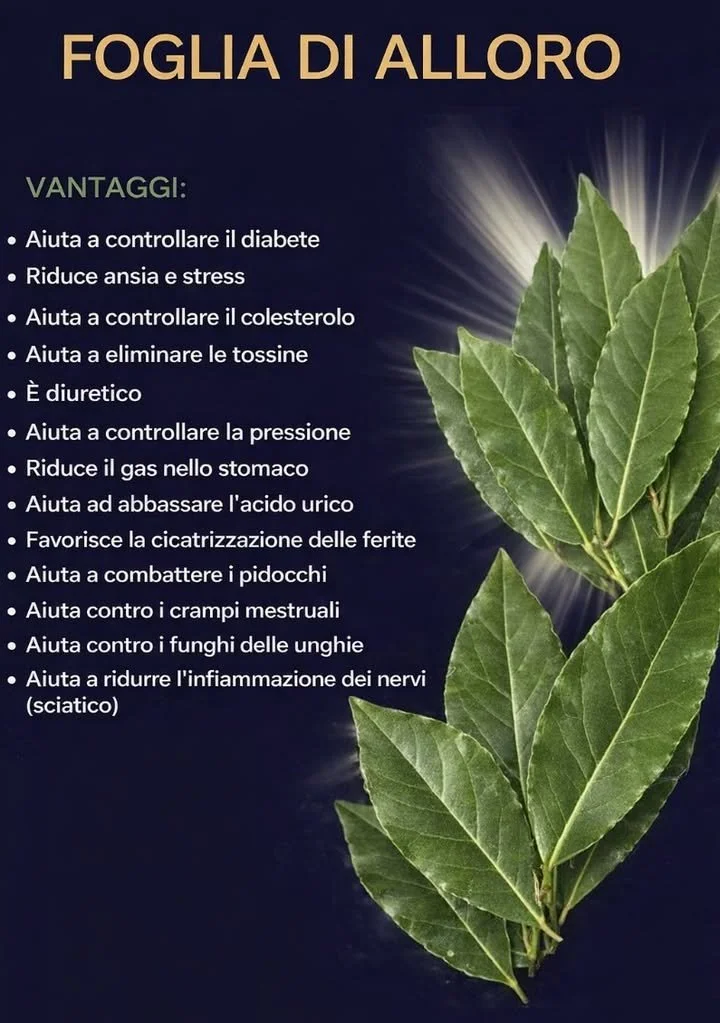 Foglia di Alloro Bollita per uso culinario e benefici per la salute