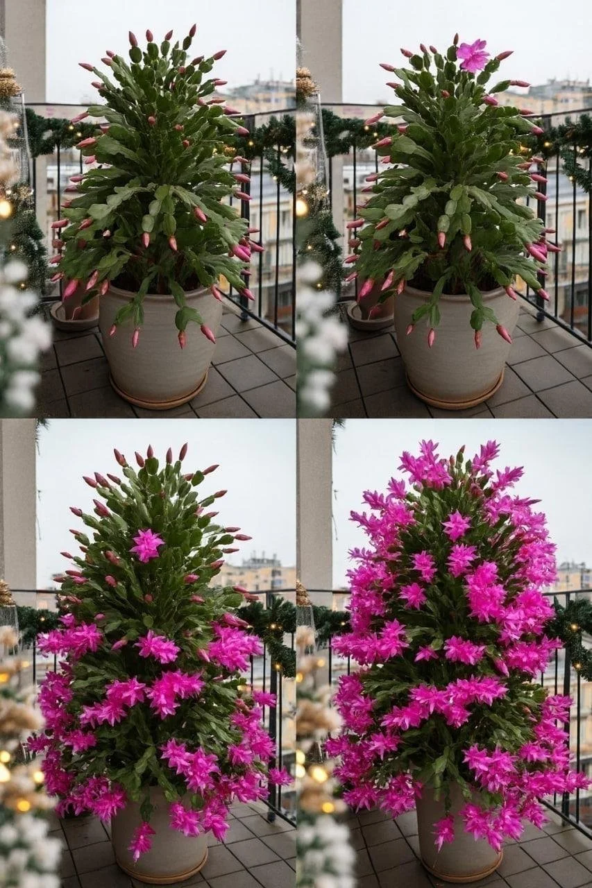 Blooming Christmas cactus with vibrant flowers in a festive setting