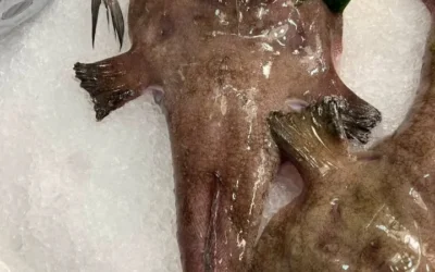 Specie di pesce simile a quella descritta nell'articolo