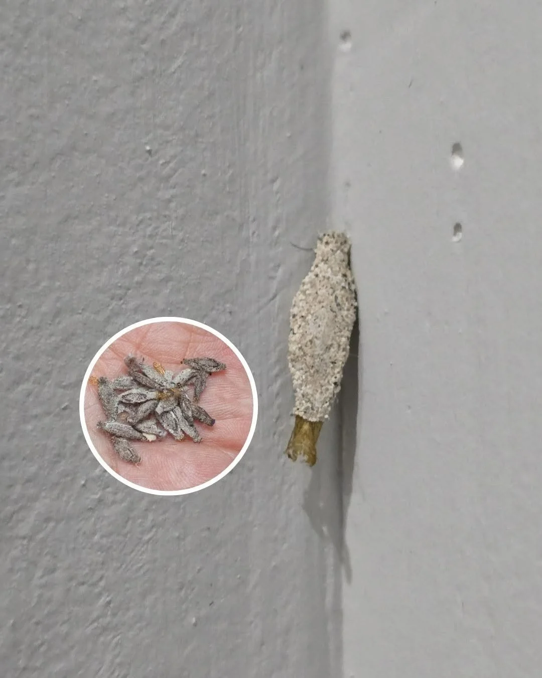 Person inspecting home walls for insects and pests
